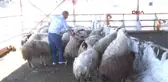 Erzurum Et Ithaliyle Yerli Üretici Pazarını Kaybedecek