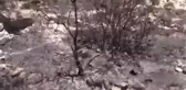 Orman Yangınının Çıkış Bölgesinde Jandarma Ekiplerinin Incelemeleri Sürüyor