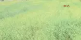 Denizli Ketencik Otu Denizlili Emlakçı Için Umut Oldu