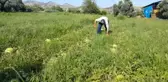 Ödemiş Karpuzu Yine Tarlada Kaldı