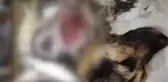 Otomobilin Arkasında Sürüklenen Köpeğin Kurtarılması- Muğla