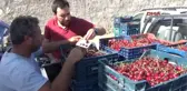 Erzincan Üzümlü Kirazı Rusya'ya Ihraç Ediliyor