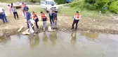 Sinop Göletlerine 35 Bin Adet Sazan Balığı Yavrusu Bırakıldı
