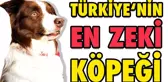 Türkiye'nin En Zeki Köpeği Max - Şampiyon Köpek Oha Diyorum'da