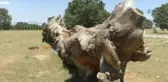 Yıkılan 200 Yıllık Çam Ağacını Yerinden Kaldırmayarak Sergiye Çıkardılar