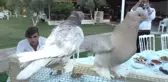 Güvercin Severler Aydın'da Buluştu
