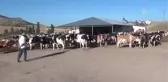 Süt Kooperatifinde Yönetimi Kadınlar Devraldı