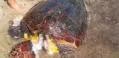 Boynu Kesilerek Katledilmiş Caretta Caretta Bulundu