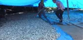 Simav'ın Göl Arazisinde Sarımsak Bereketi