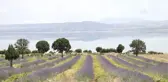 Lavanta Kokulu Köy