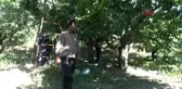 Afyonkarahisar Kiraz Üreticisinin Yüzü 15 Yıl Sonra Güldü