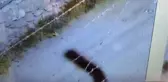 Ayı, Sokaklarda Şehir Turu Attı