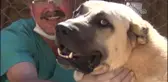 Felçli Sokak Köpeği 4 Aylık Tedaviyle Yürüdü