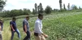 Iğdır Ovasında Kavun Bereketi