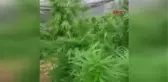 Antalya Jandarmadan Kenevir Serasına Baskın