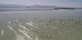 Van Gölü'nde Flamingoların Dansı