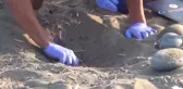 Yavru Caretta Carettalar Denizle Buluştu