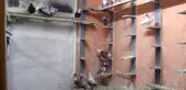 Çoraplı Güvercinler, Rahat Edebilmeleri Için Kırpılıyor