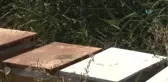 Hırsızlar Arı Kovanlarına Dadandı