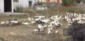 Kars Eşinin Altınlarıyla Aldığı 700 Kazdan 300'ü Öldü