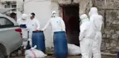 Kars'ta Kuş Gribi Paniği! Yüzlerce Kaz Gizemli Bir Şekilde Ölüyor