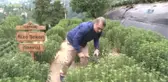 Stevia'nın 5. Yılında İlk Hasat Yapıldı