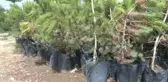 Başkan Çerçi'den Sökülen Ağaçlarla İlgili Açıklama: 