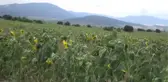 Ay Çekirdeği Üreticileri Hasadı Bekliyor
