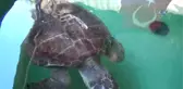 Deniz Kaplumbağalarını Elle Beslemeyin
