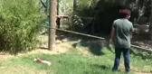 Kocaeli Sibirya Kaplanı Asılan Eti 6 Metrelik Direkten Böyle Aldı