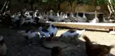 63 Yaşında Kaz Yetiştiriciliğine Başladı
