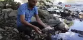 Düzce Melen Çayı'nda Balık Ölümleri Tedirgin Etti