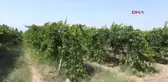 Manisa Kuru Üzüm 5 Liranın Altına Düşmeyecek