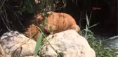 Antalya Köpeği, Av Tüfeğiyle Boynundan Vurdular