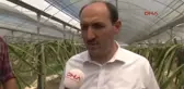 Adana Atanamayan Çiğdem Öğretmen Çiftçi Oldu, Pitahaya Yetiştirdi
