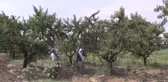 Antalya'daki Turist Canlılığı Bursa Şeftalisine Yaradı