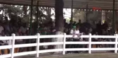 Bursa Yarış Tayları, Ev Fiyatına Alıcı Buldu