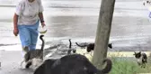 Hurdacı Kadının Hayvan Sevgisi