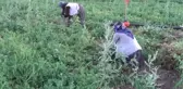 Kavurucu Sıcakta Bezelye Hasadı