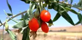 Mutluluk Meyvesi Goji Berry Van'da Üretildi