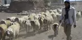 Çobanlık Yaparken Çalıştı, İlahiyat Fakültesini Kazandı