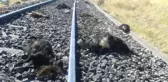 Elazığ'da Demir Yolundan Geçen Sürüye Tren Çarptı, 90 Keçi Telef Oldu