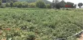 Çanakkale Dümrek Köyü'nde Tarla Günü Düzenlendi