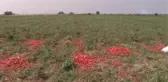 Karacabey Ovası'nda Domates Hasadı Sıkıntılı Başladı