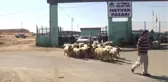 Küçükbaş Kurbanlıkta Fiyat Arttı