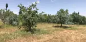Cevizdeki Sıcaklık Stresine 