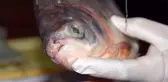 Kızılırmak'taki Balık Pirana Değil Pacu Çıktı