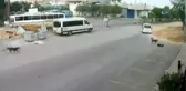 Antalya'da Köpeğin Ölümüne Sebep Olan Araç Sürücüsünün Ehliyetine El Konuldu