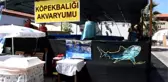 Turistlerin Köpek Balıklarıyla Yüzme Keyfi