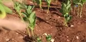 Tütünü Makineyle Çizip Üretimi 10'a Katladılar